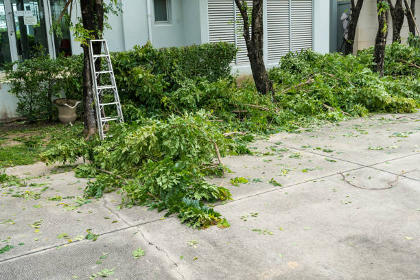 Best Tree Branch Trimming  in Woodcrest, CA